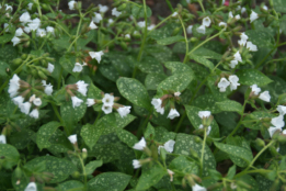 Pulmonaria officinalis  'Sissinghurst White'Longkruid bestellen